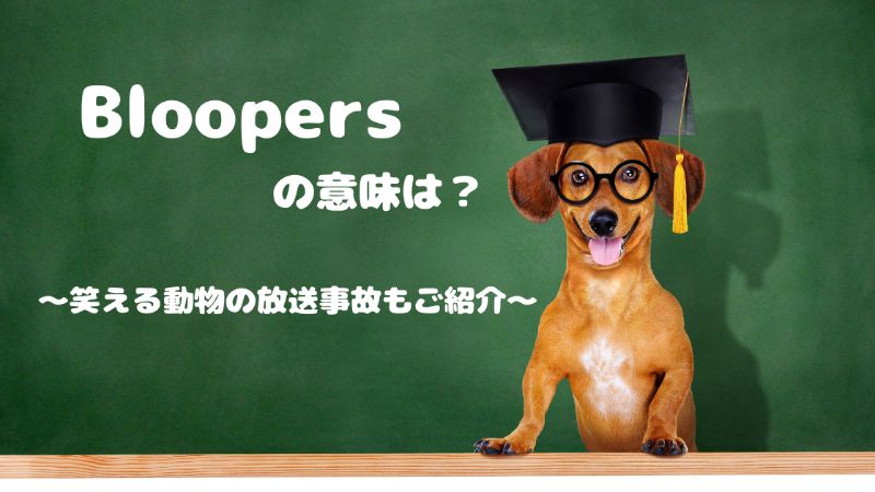 Bloopers の意味は 動物が乱入しちゃった 笑える英語ニュース番組も紹介 Englishpuppy